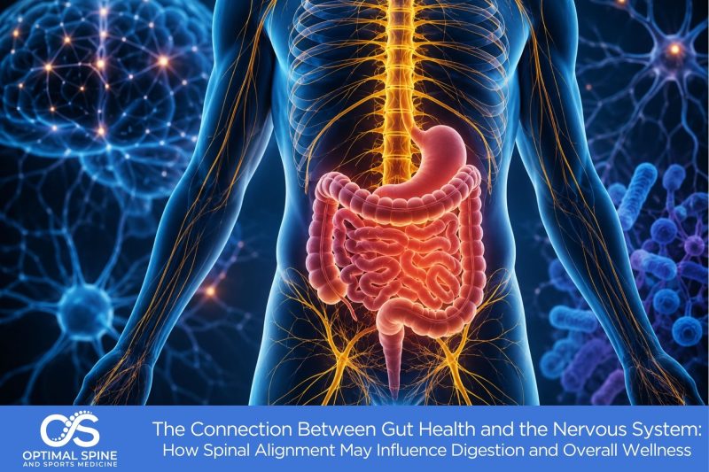 The Connection Between Gut Health and the Nervous System: How Spinal Alignment May Influence Digestion and Overall Wellness